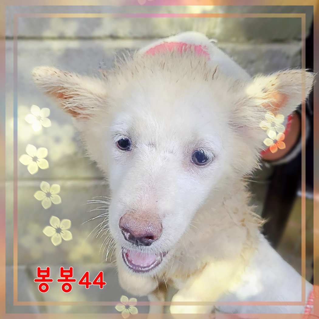 군산유기동물보호센터_445467202301610