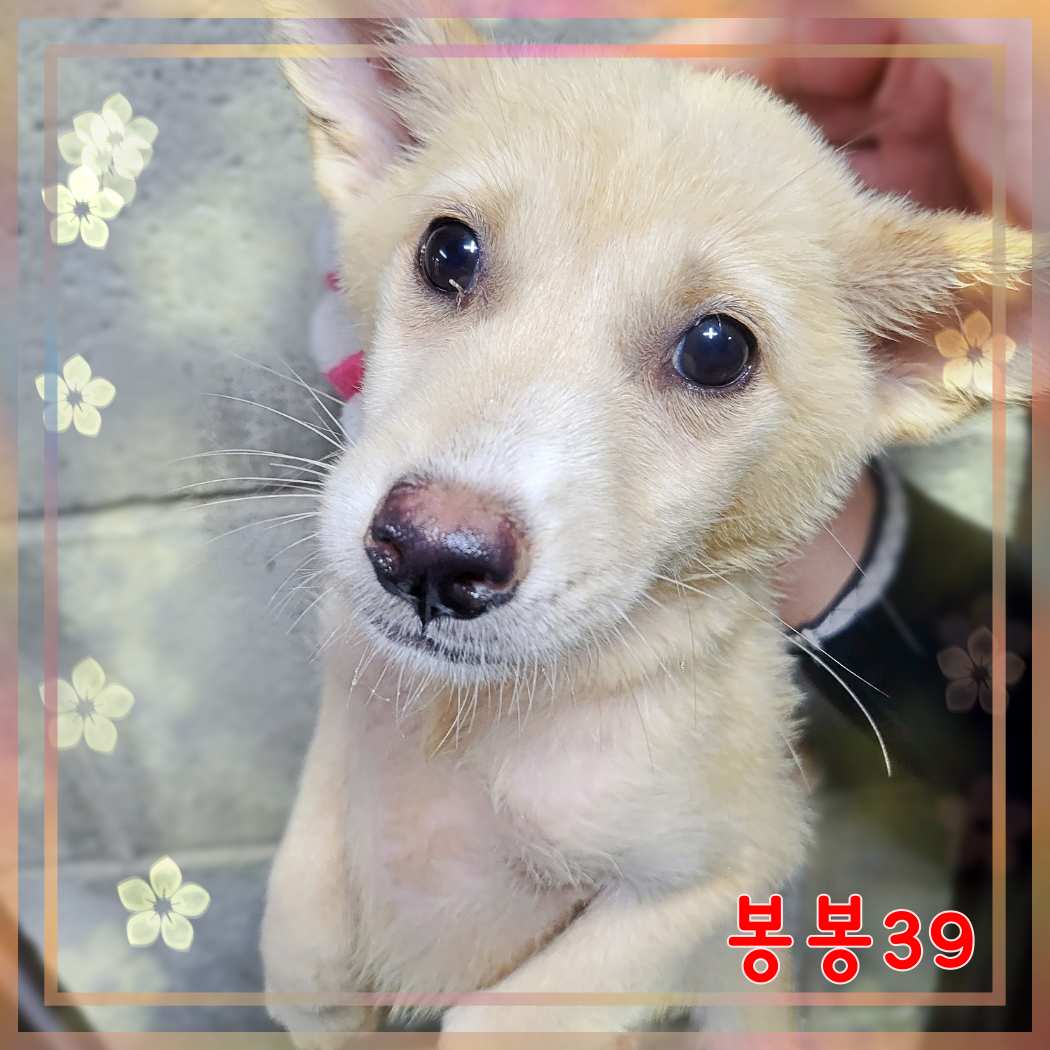 군산유기동물보호센터_445467202301605
