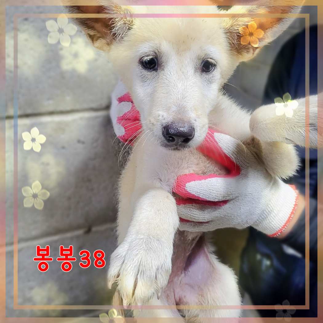 군산유기동물보호센터_445467202301604