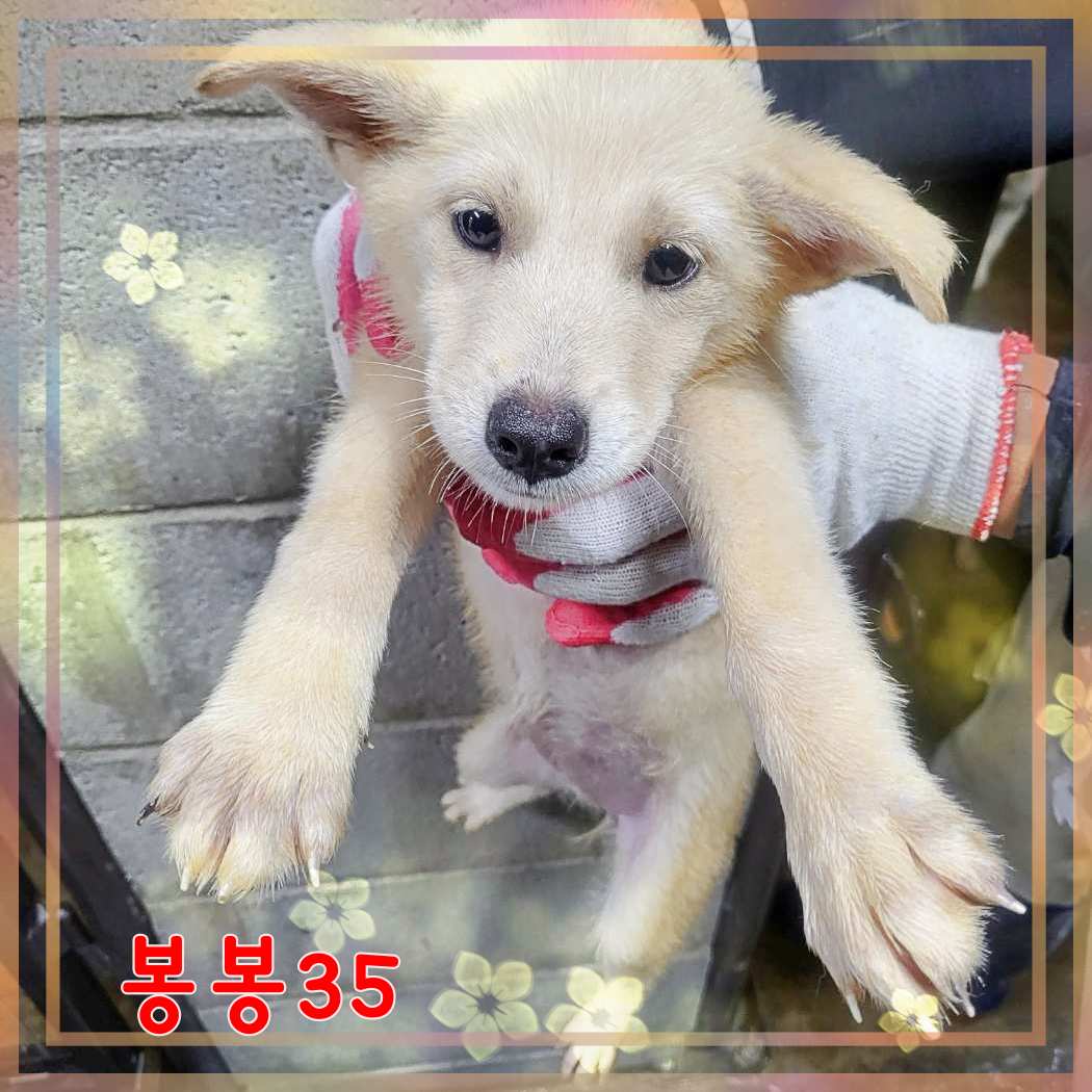군산유기동물보호센터_445467202301601