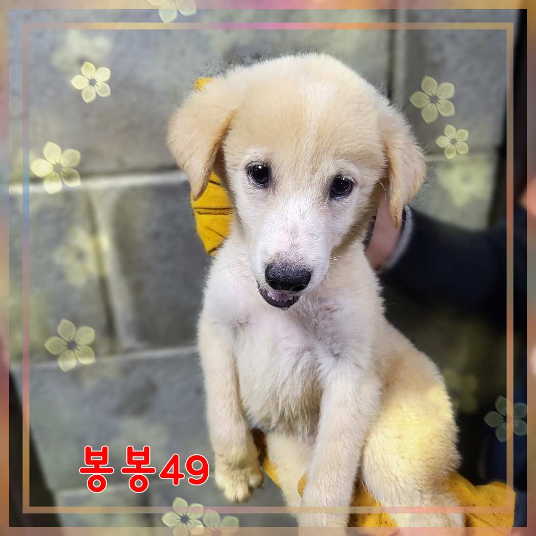 군산유기동물보호센터_445467202301615