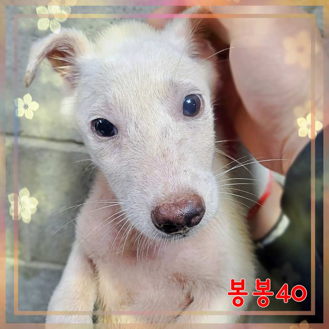 군산유기동물보호센터_445467202301606