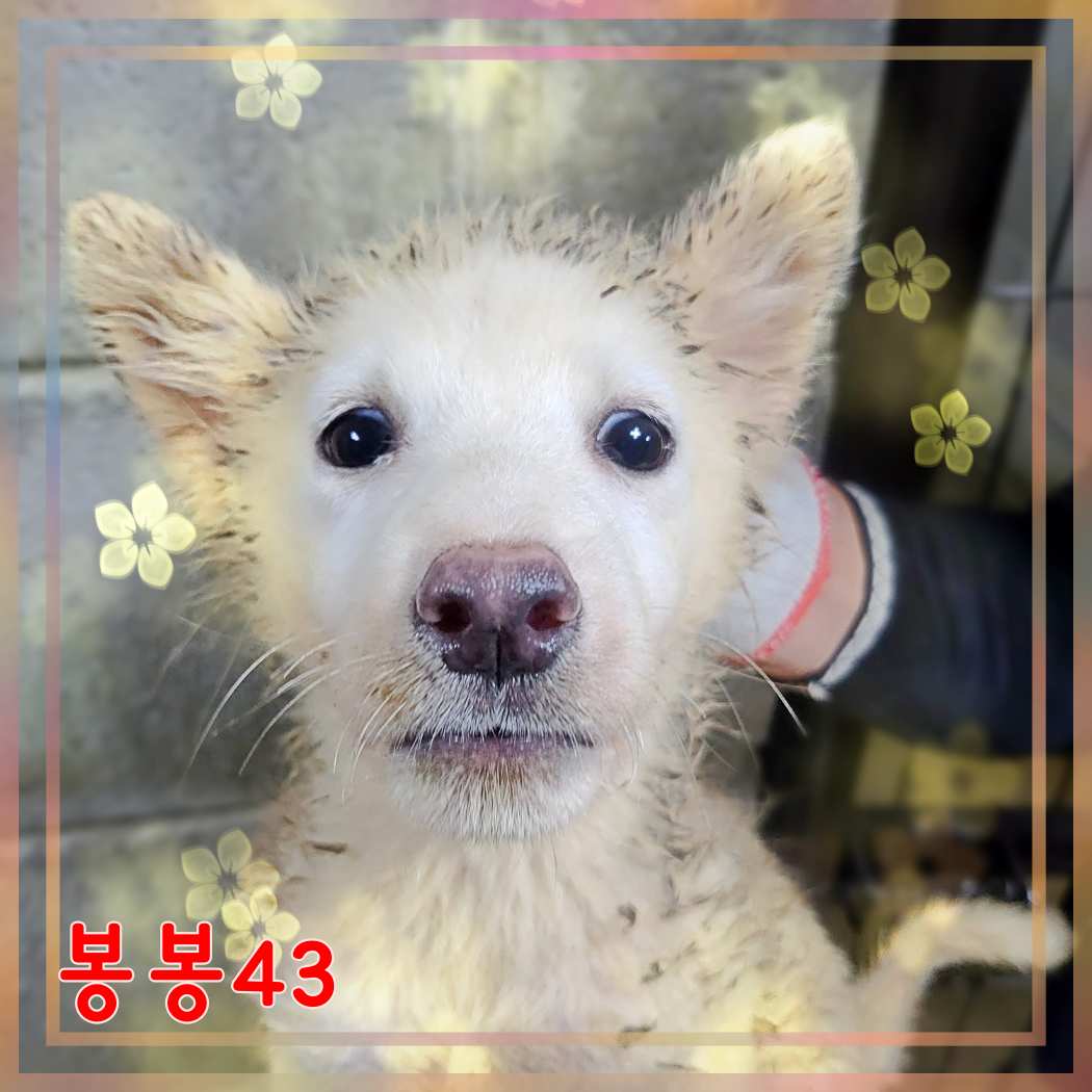 군산유기동물보호센터_445467202301609