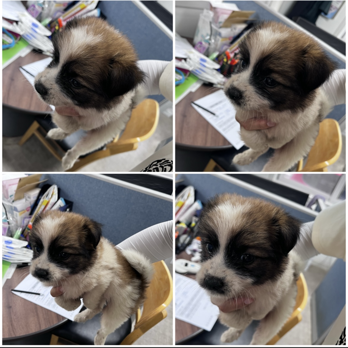 천안시유기동물보호소_444449202301787