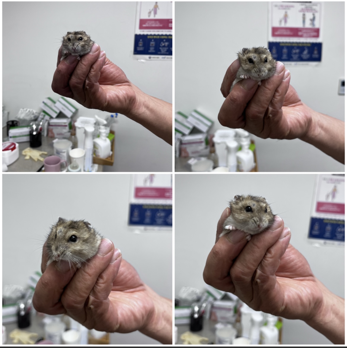 천안시유기동물보호소_444449202301781