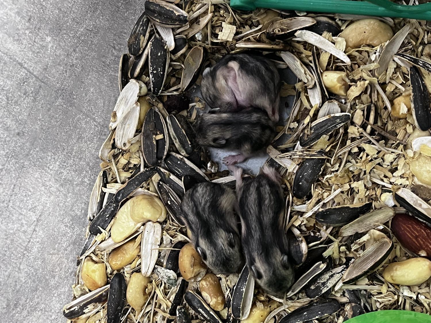 천안시유기동물보호소_444449202301783