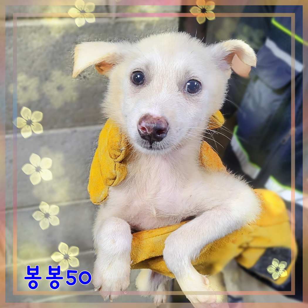 군산유기동물보호센터_445467202301616