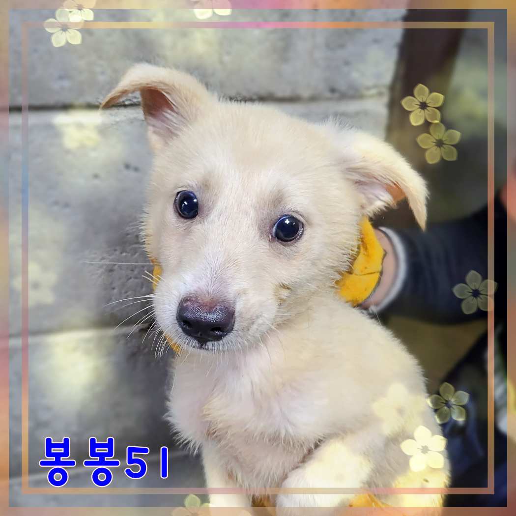 군산유기동물보호센터_445467202301617
