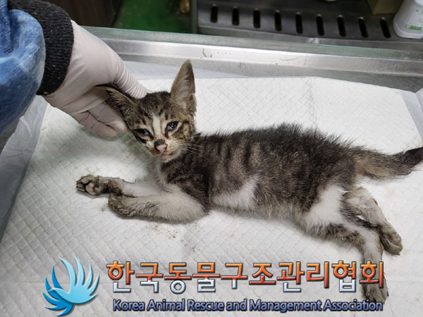 한국동물구조관리협회_441559202300837
