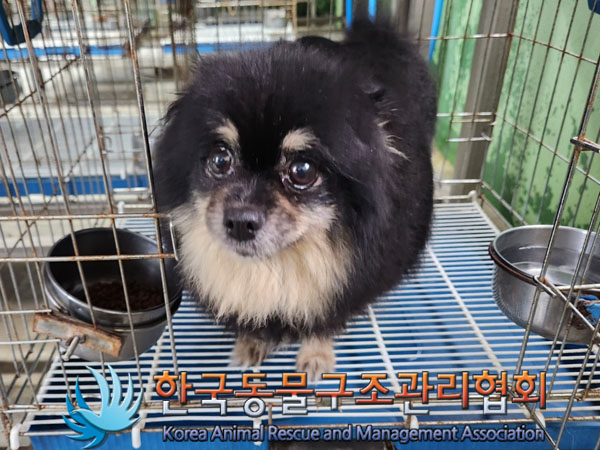 한국동물구조관리협회_441382202300530