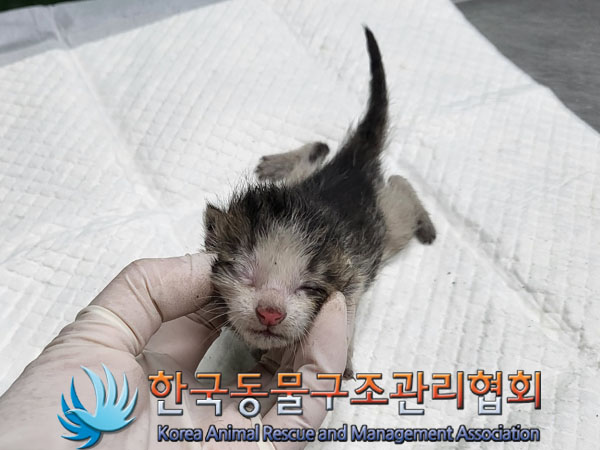 한국동물구조관리협회_411301202300374