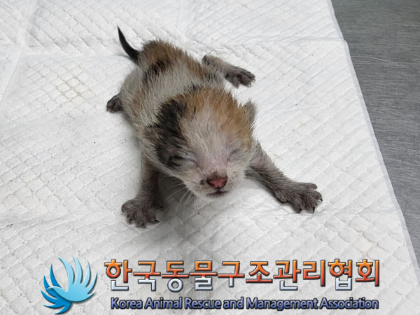 한국동물구조관리협회_411301202300373
