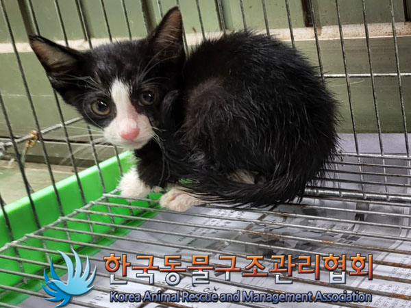 한국동물구조관리협회_411323202300755