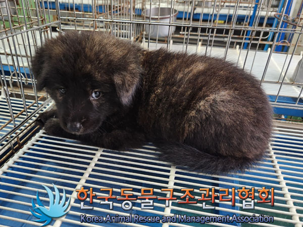 한국동물구조관리협회_441406202301150