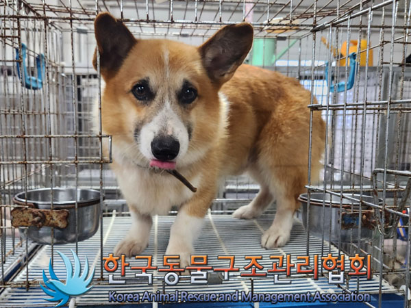 한국동물구조관리협회_441560202300972