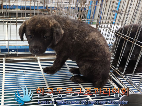 한국동물구조관리협회_441406202301149