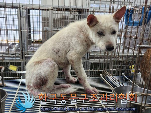 한국동물구조관리협회_441560202300974