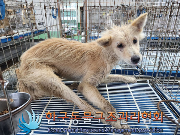 한국동물구조관리협회_441406202301151