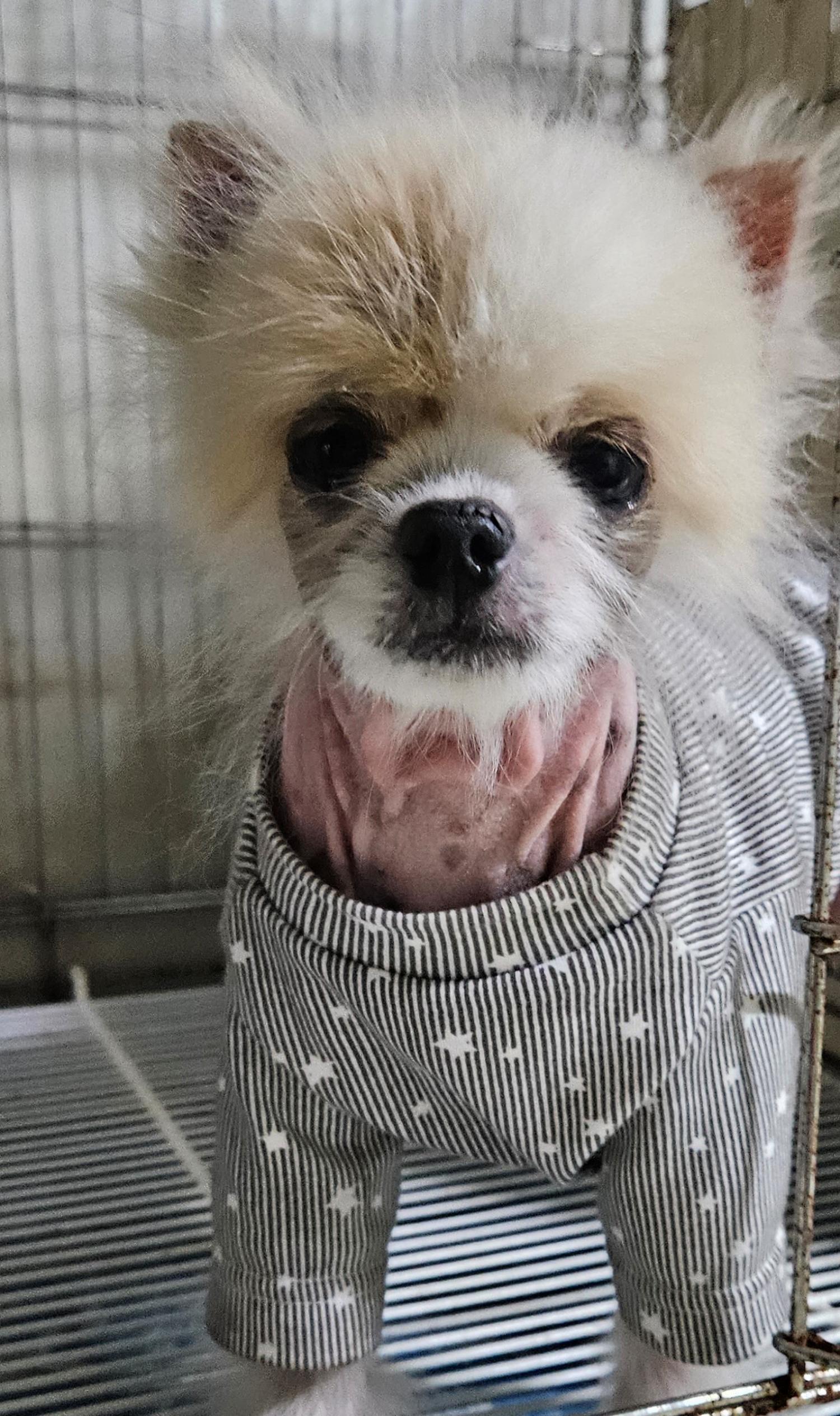 대구유기동물보호센터_427342202300503