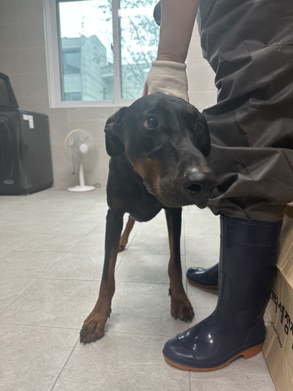 양평군유기동물보호소_441417202300730