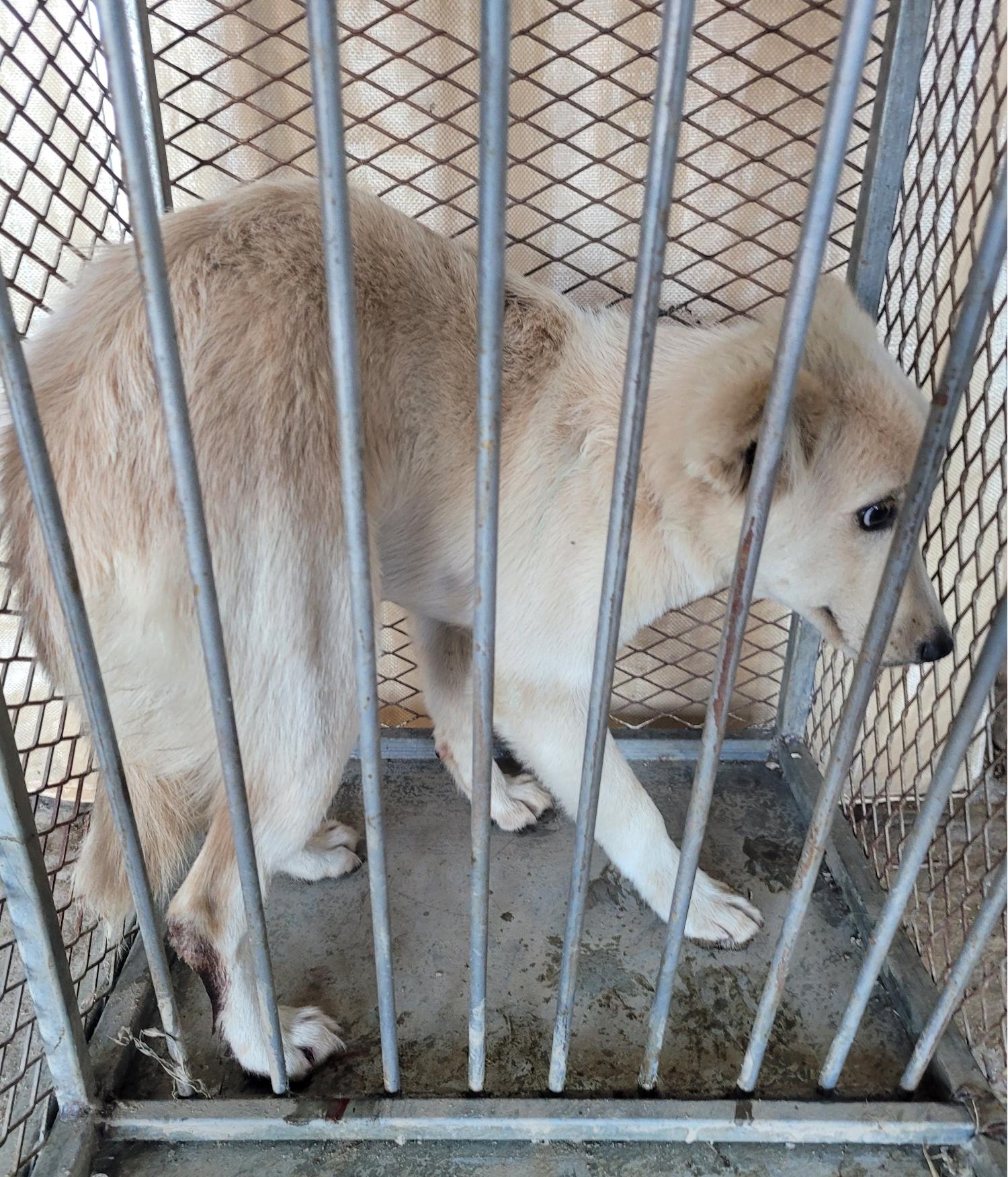 창녕 유기동물보호소_448541202301225