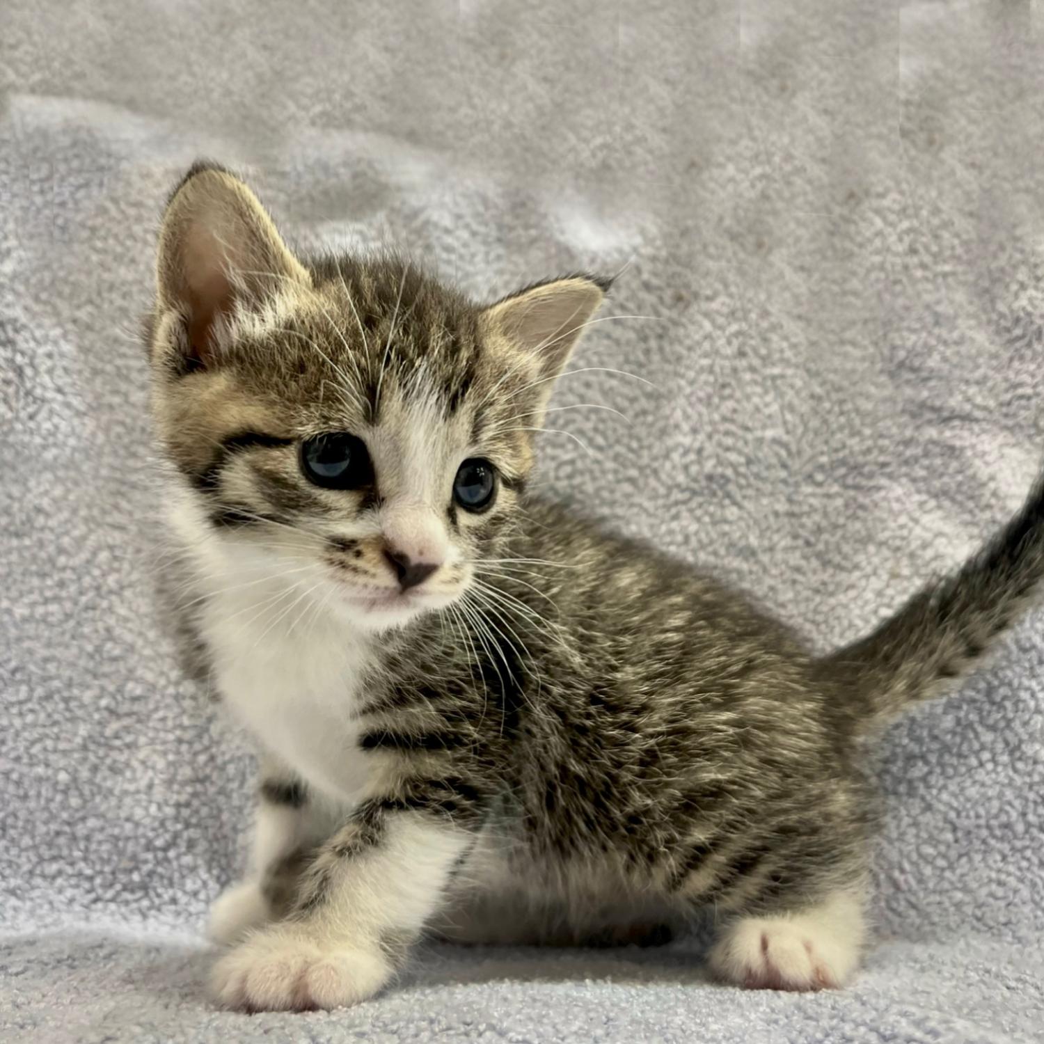 24시아이동물메디컬_441386202300978