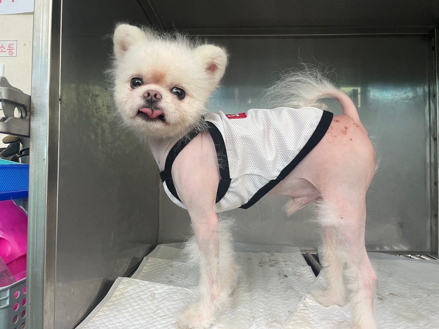 광주 동물보호소_429360202300661