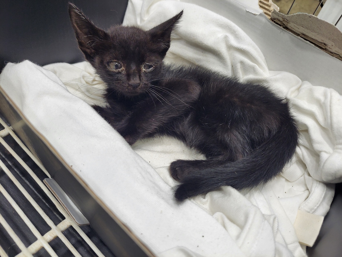 고양시동물보호센터_441394202301707