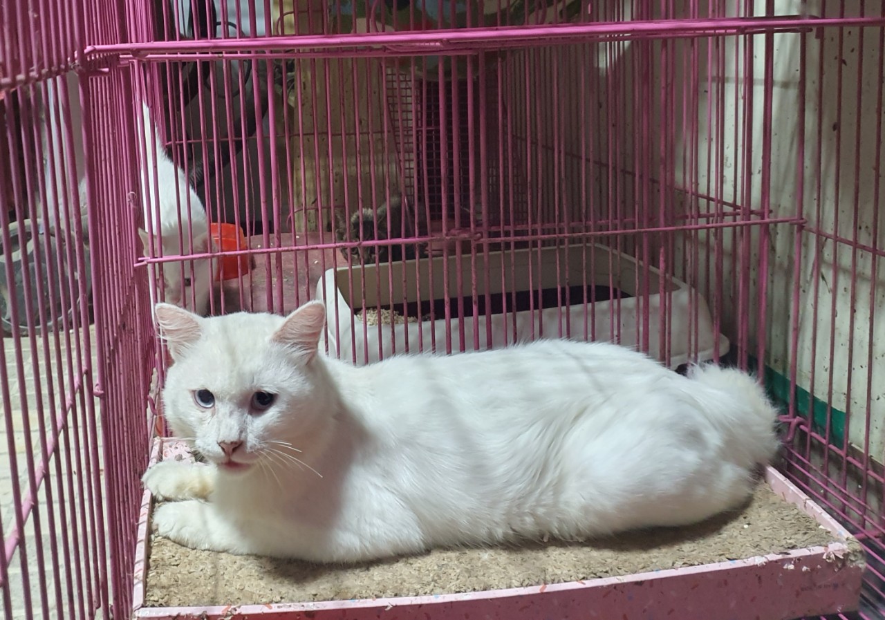 김천시 동물보호센터_447506202300258