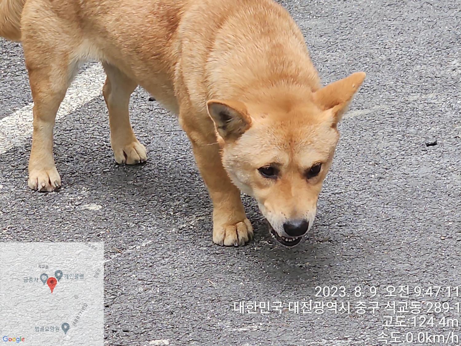 대전동물보호센터_430365202300372