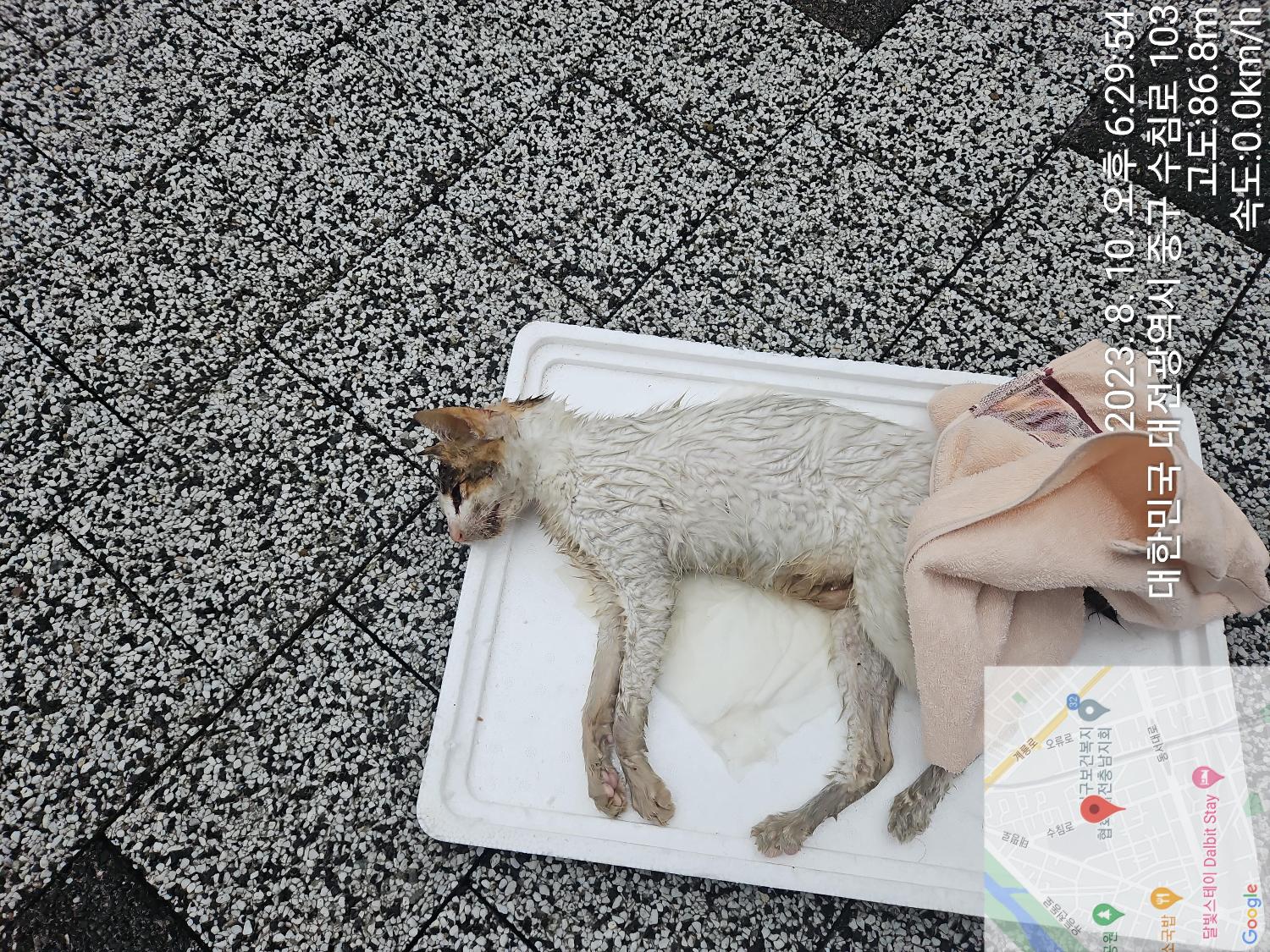대전동물보호센터_430365202300374