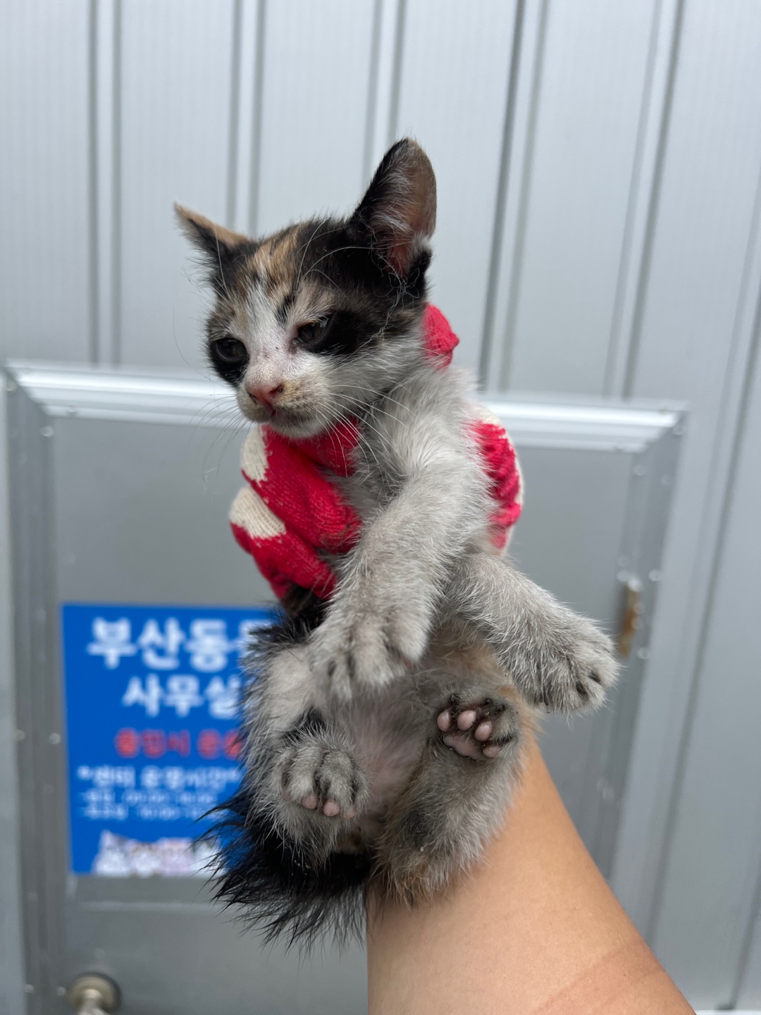 부산동물보호센터_426326202300506