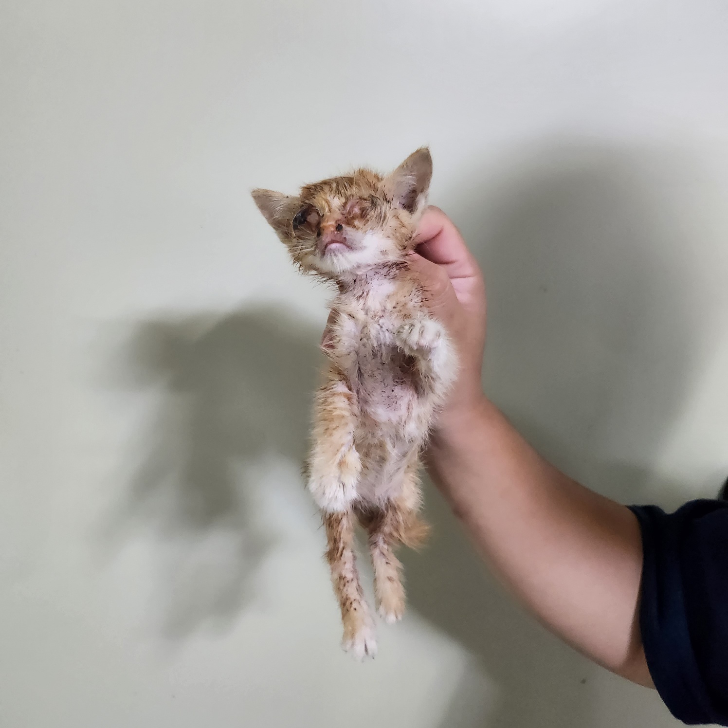부산동물보호센터_426326202300503