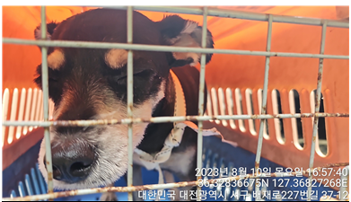 대전동물보호센터_430366202300480