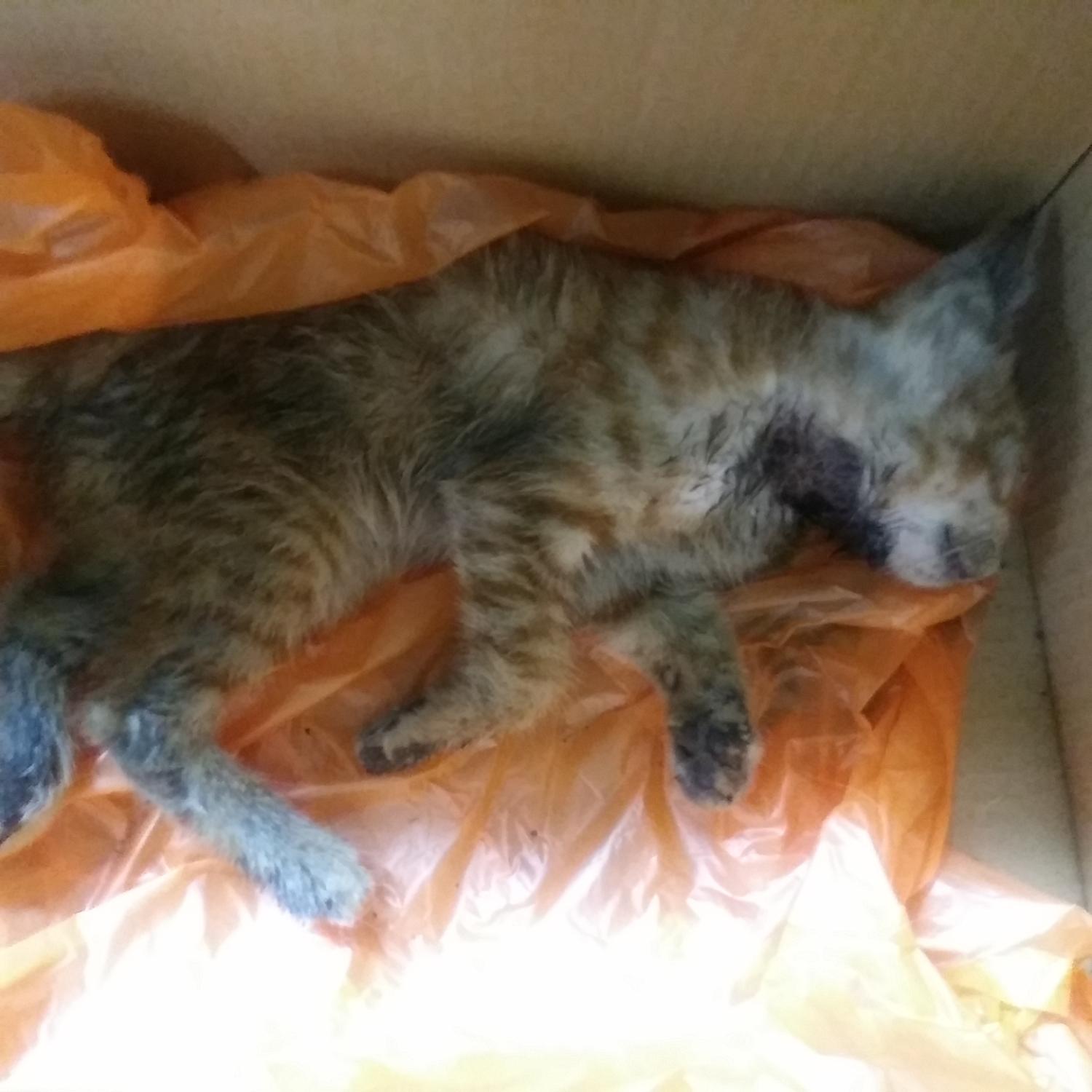 인천광역시수의사회_428353202300911