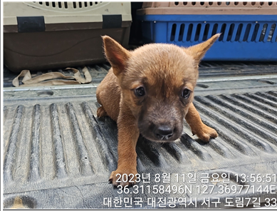 대전동물보호센터_430366202300481
