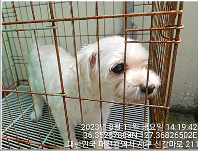 대전동물보호센터_430366202300483