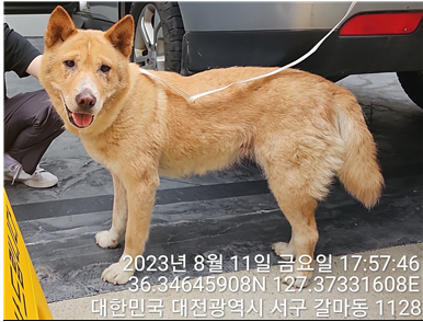 대전동물보호센터_430366202300485