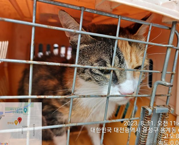 대전동물보호센터_430367202300481