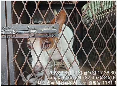 대전동물보호센터_430366202300484