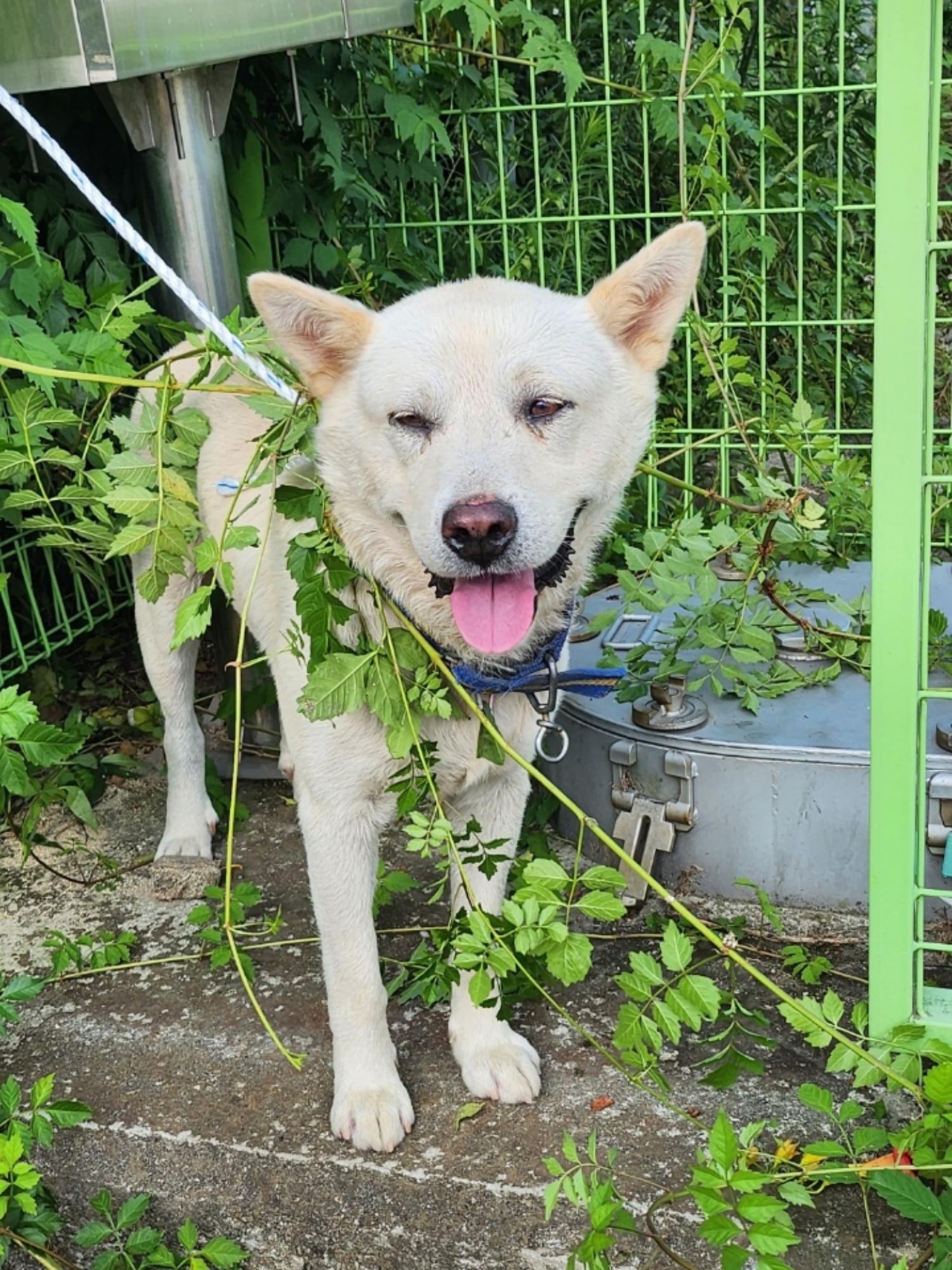 영주시 동물보호센터_447509202300171