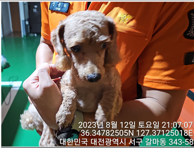 대전동물보호센터_430366202300486