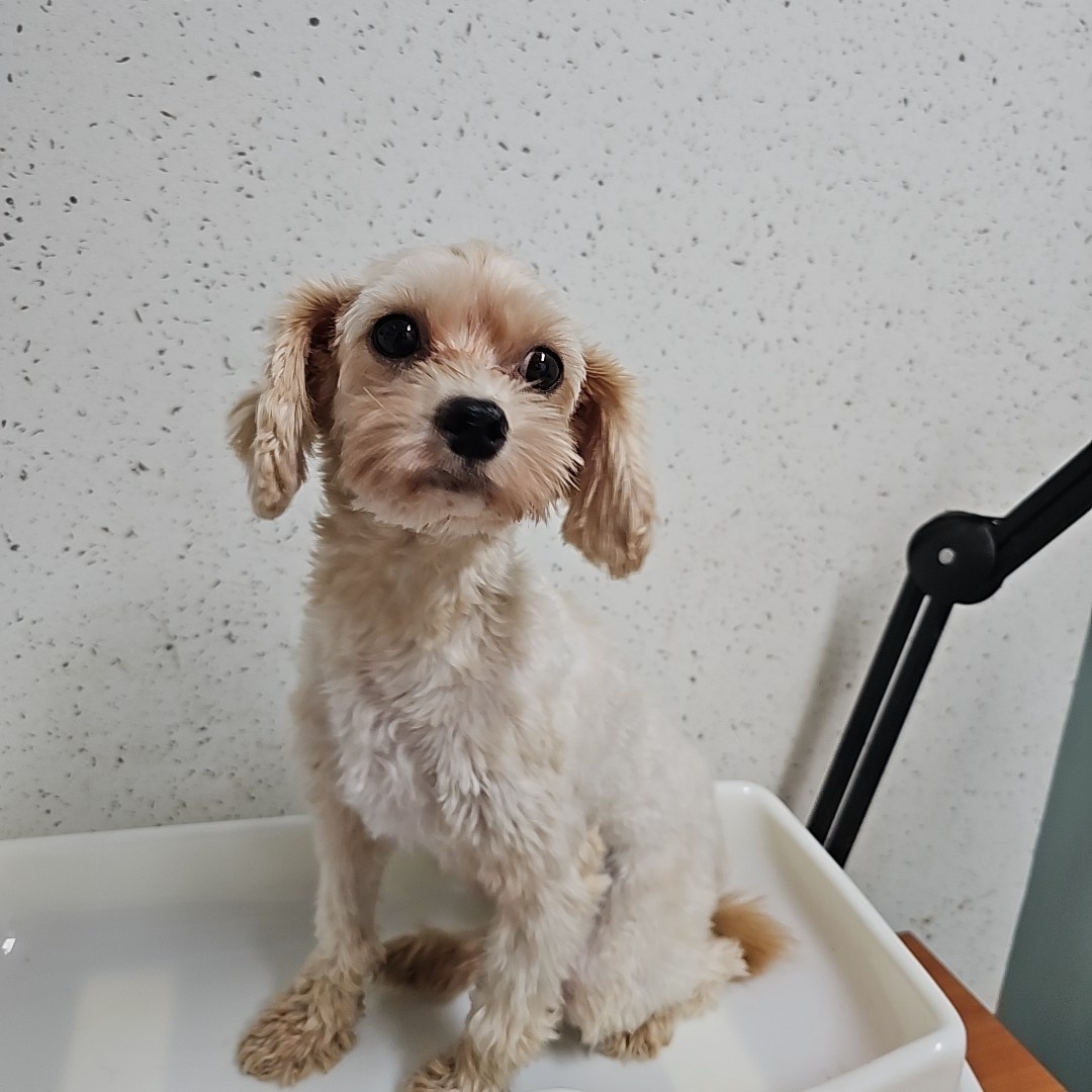 수원시 동물보호센터_441374202300830
