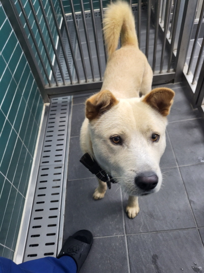 춘천시 동물보호센터_442418202300640