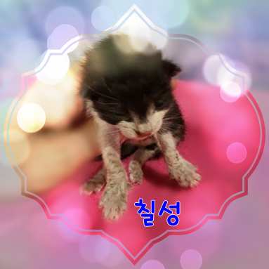 군산유기동물보호센터_445467202301628