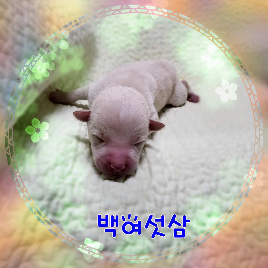 군산유기동물보호센터_445467202301623
