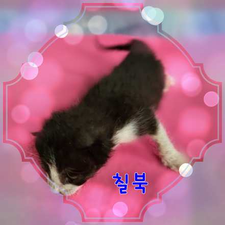 군산유기동물보호센터_445467202301629