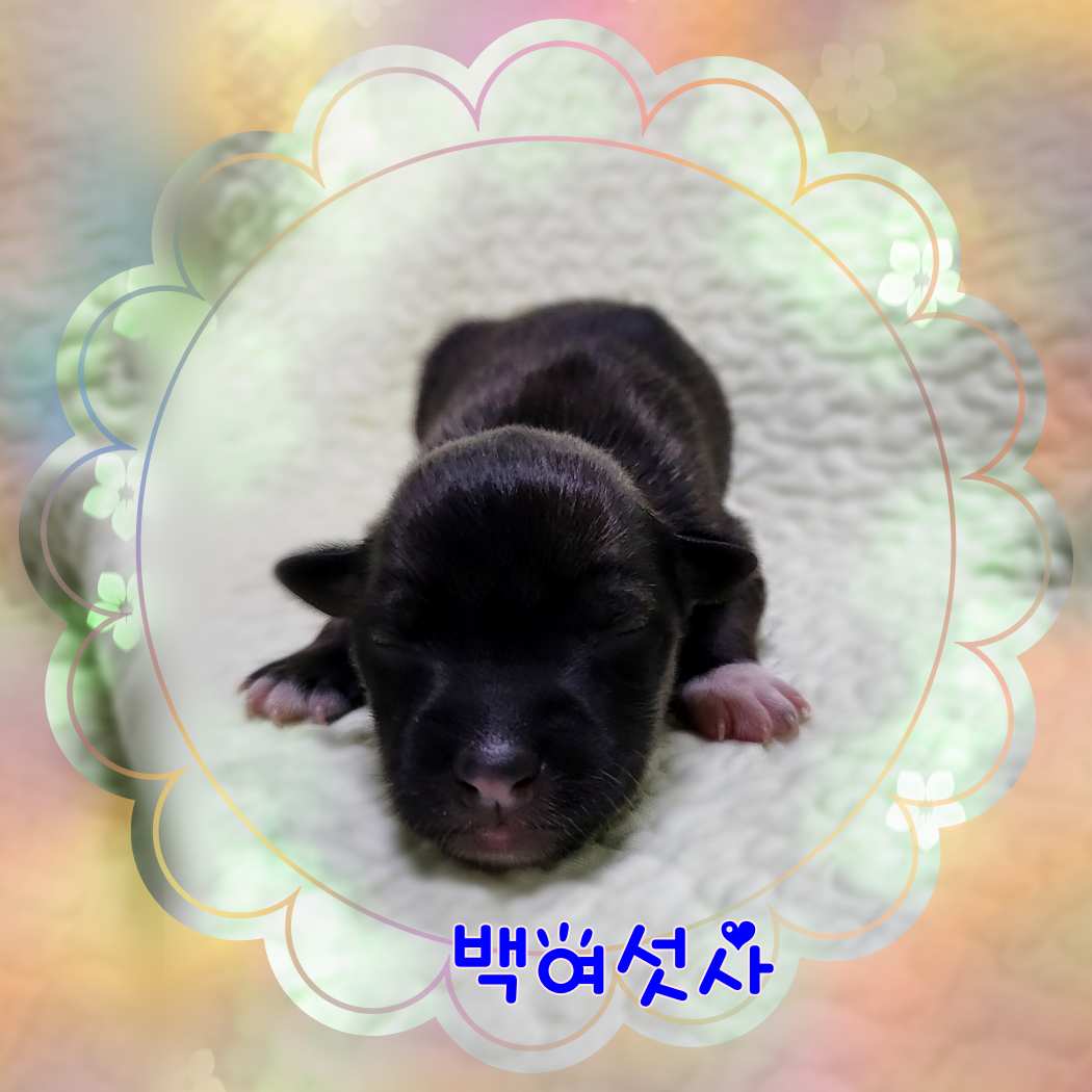 군산유기동물보호센터_445467202301624