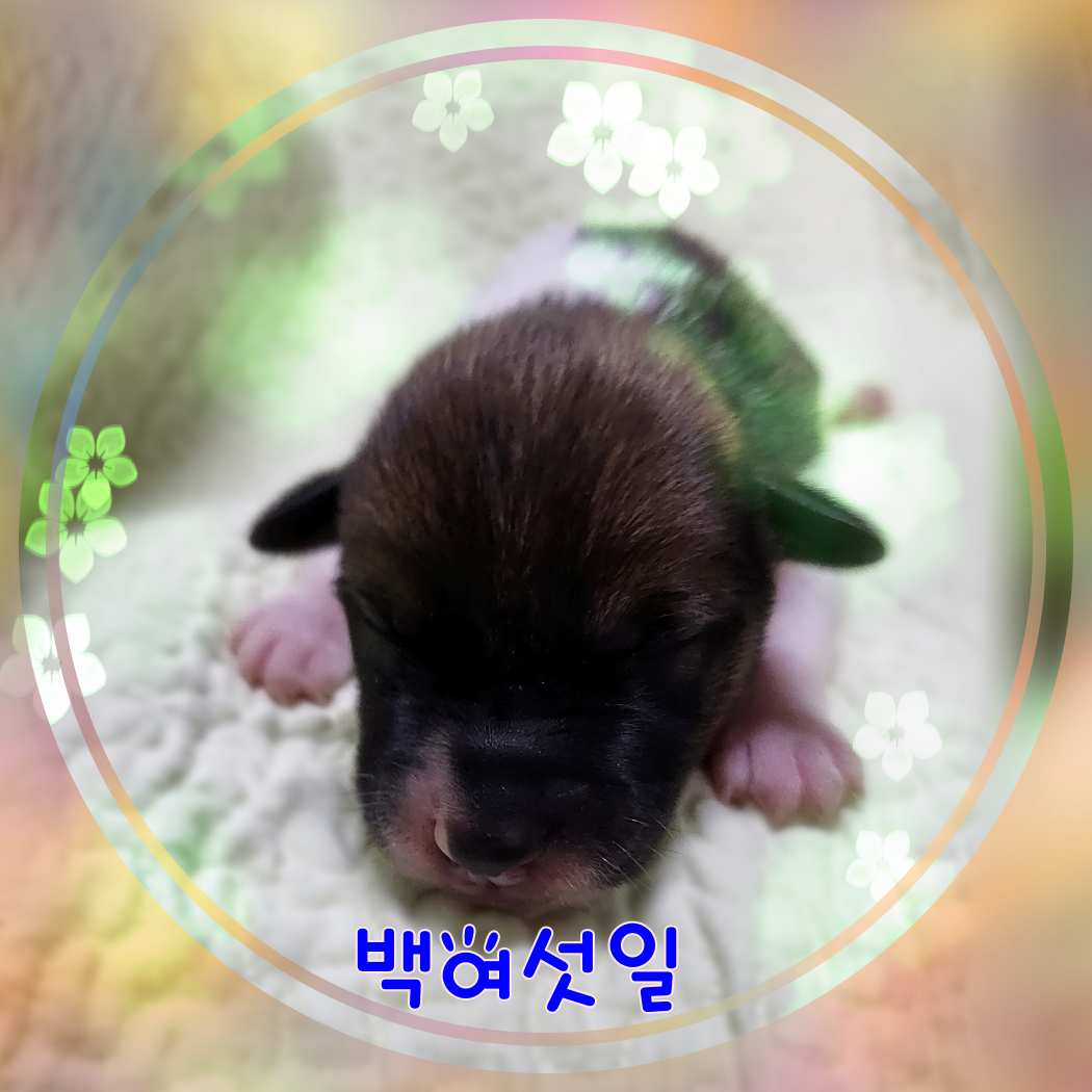 군산유기동물보호센터_445467202301621