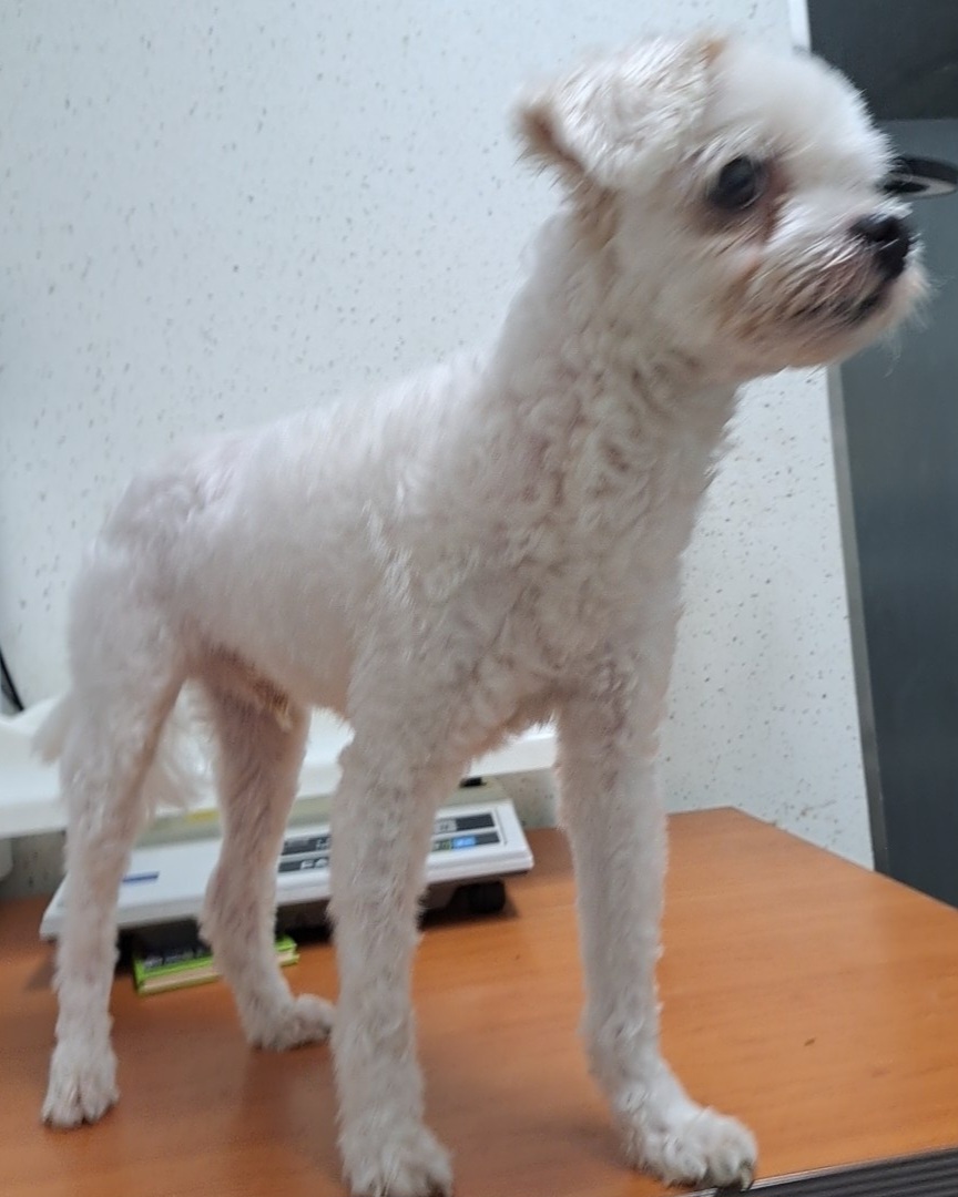 수원시 동물보호센터_441374202300834